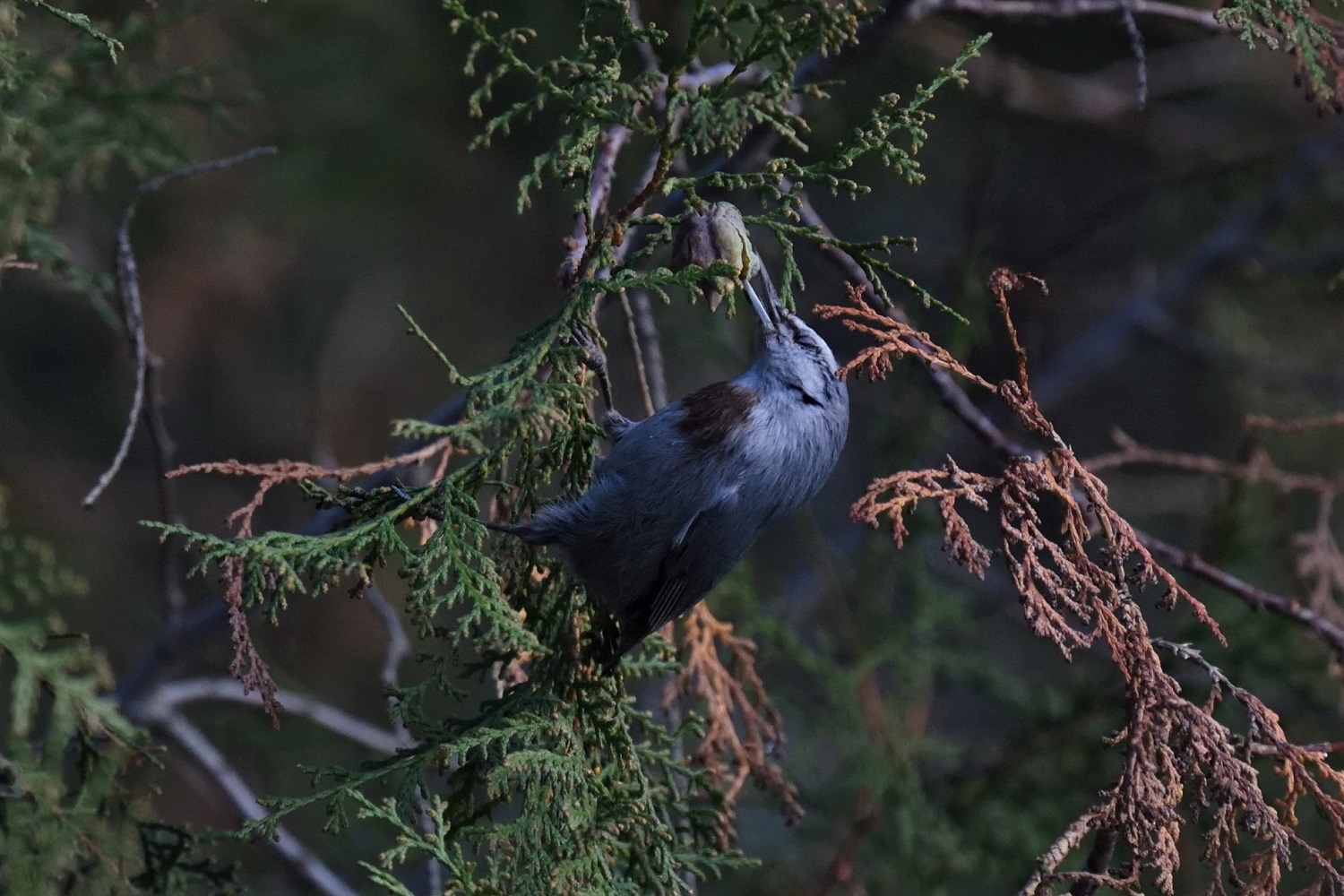 Krüper's Nuthatch